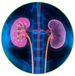 Kidney Health